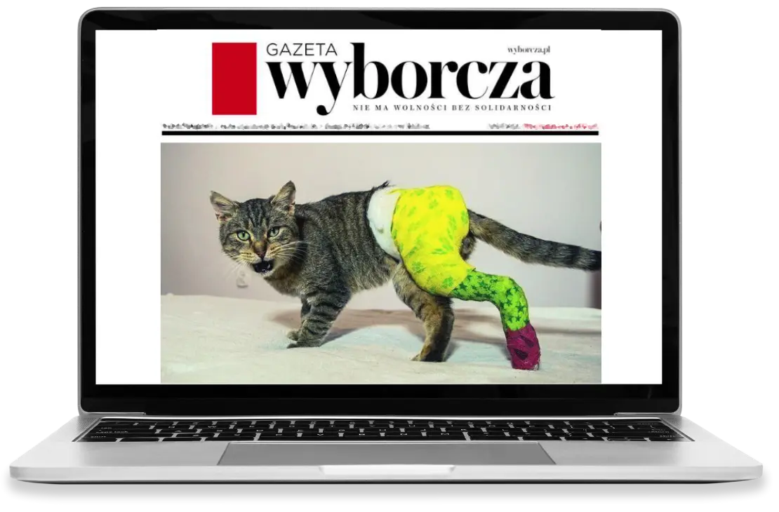 laptop with an article about koci zakatek