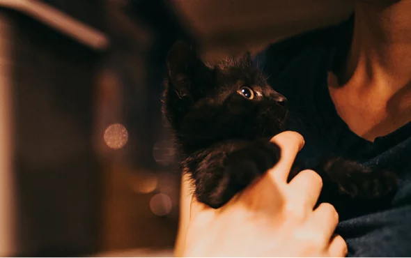 photo of person holding a cat