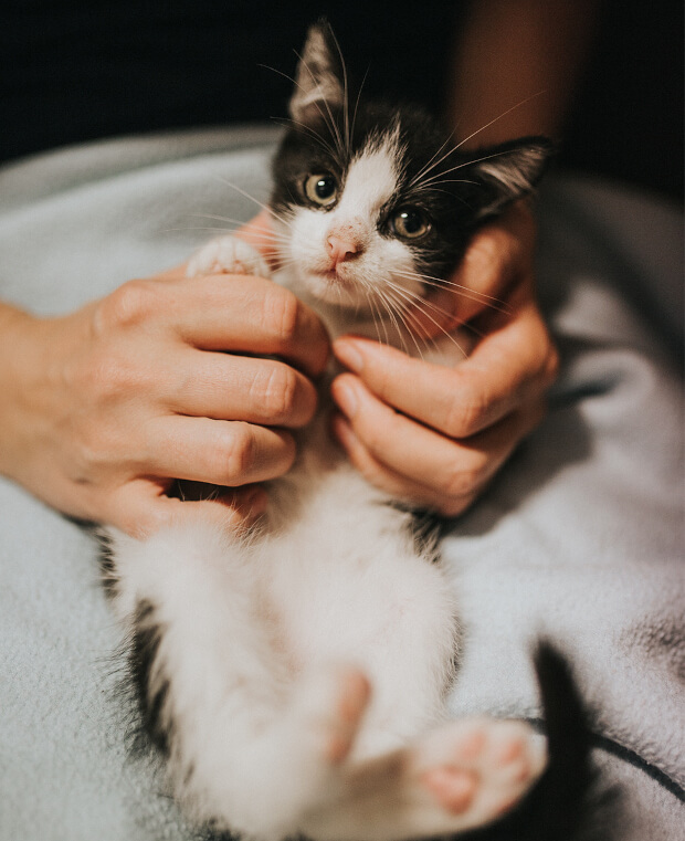 photo of small cat on hands