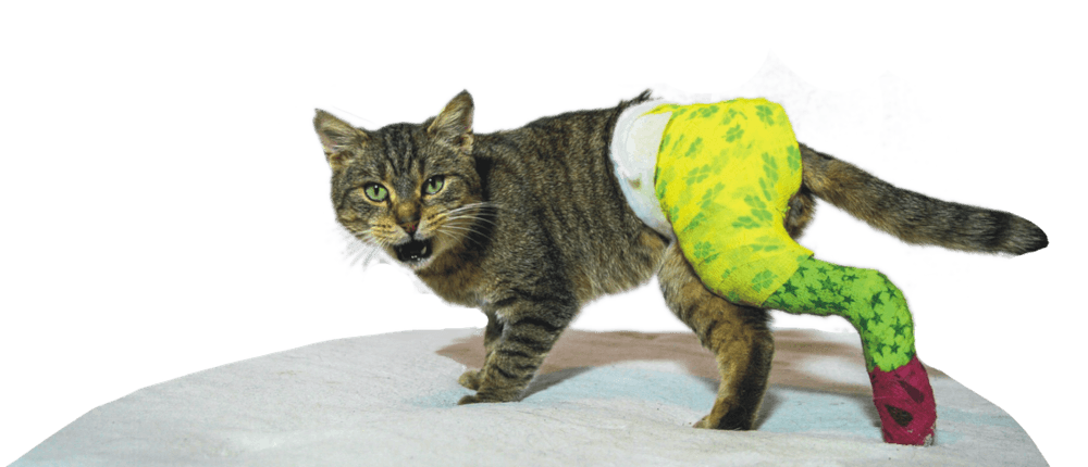 photo of cat with bandages
