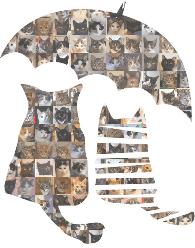 koci zakatek logo with photos of cats