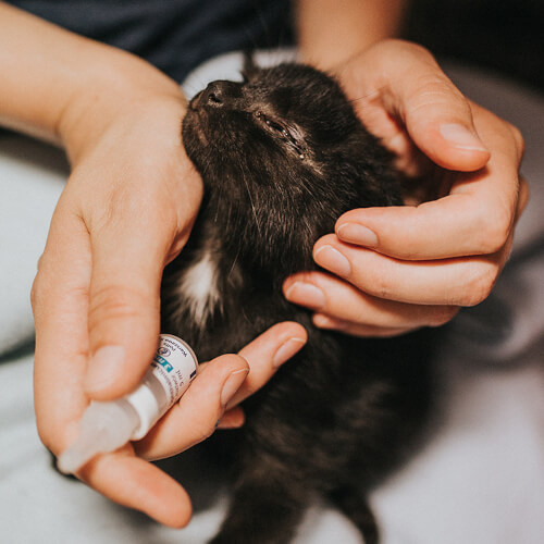 photo of cat hold in hands