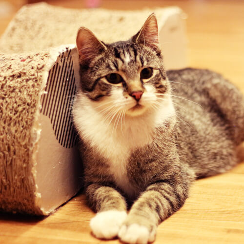 photo of cat with scratcher
