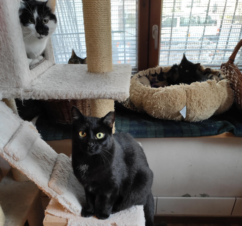 photo from our cattery