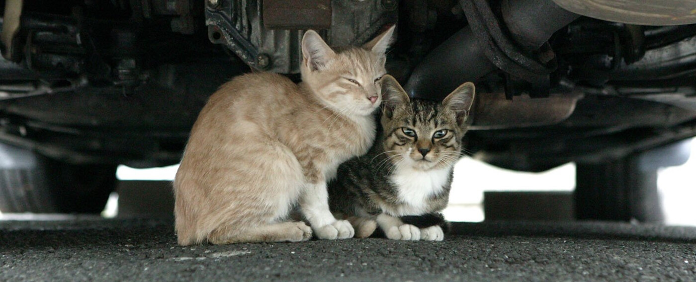 photo of cats under the car
