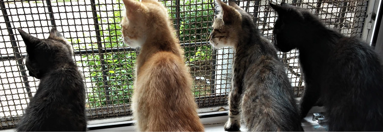 photo of cats looking out through the window's mesh