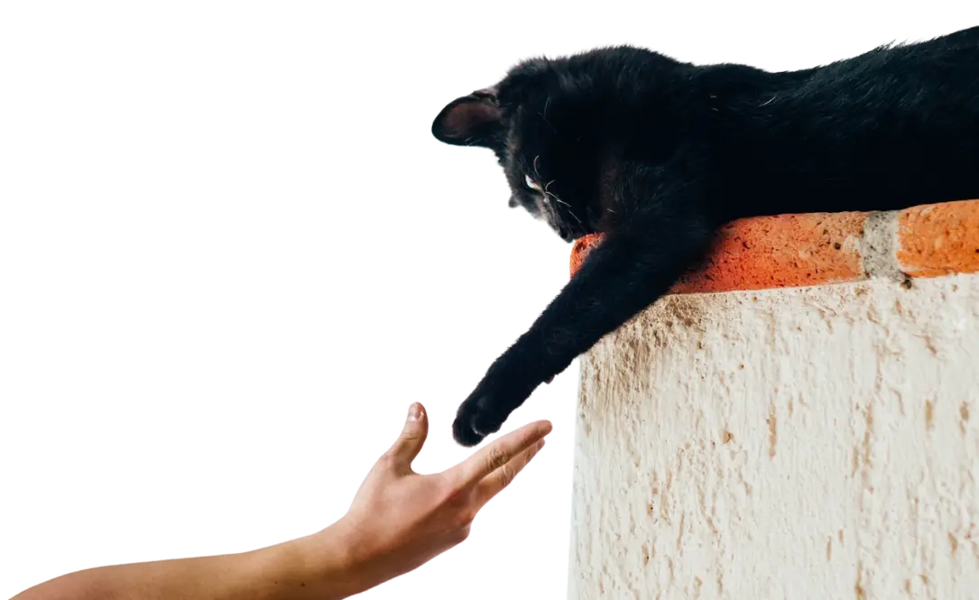 cat extending its paw to a human