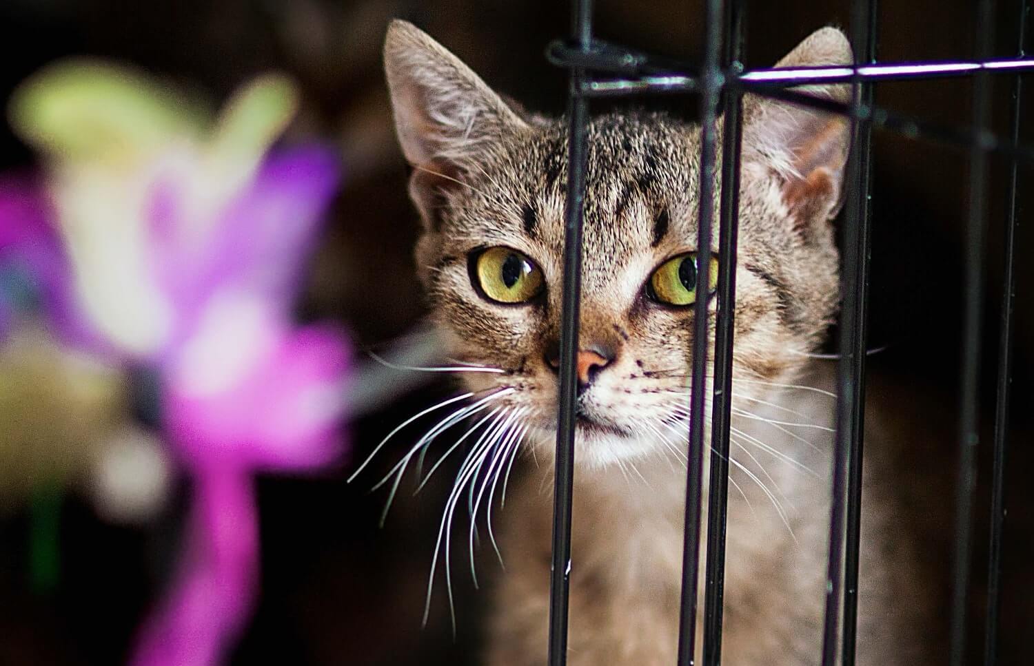 photo of cat in cage