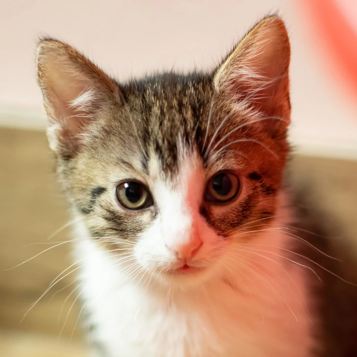 cat to adoption - daktyl