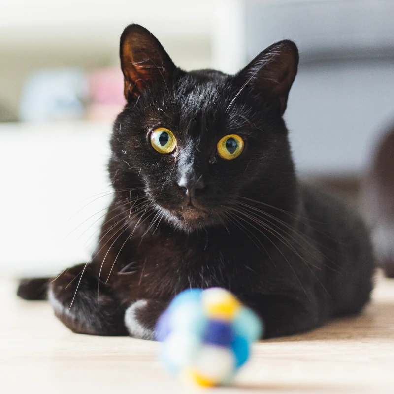 cat to adoption - duplo