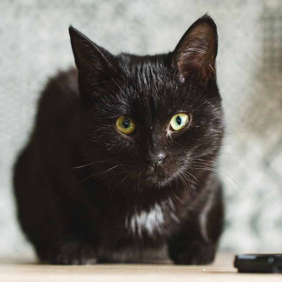 cat to adoption - etiuda