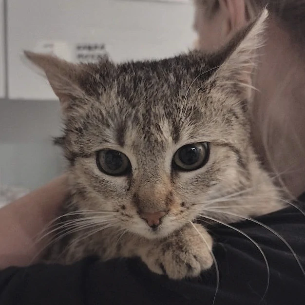 cat to adoption - kruszonka
