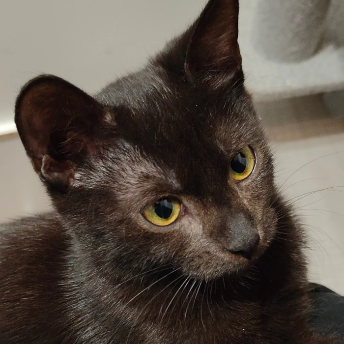 cat to adoption - melisa