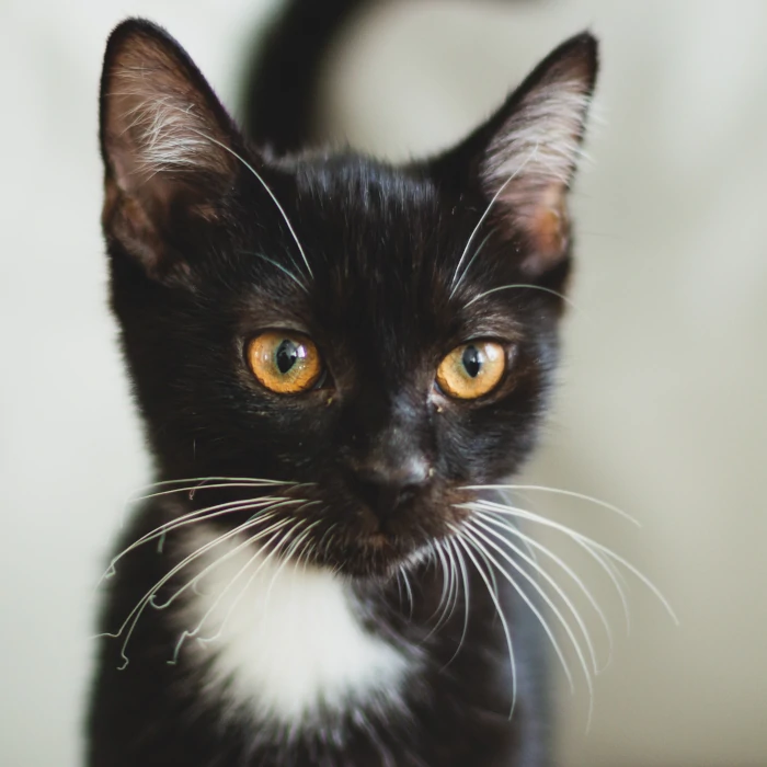 cat to adoption - oberek