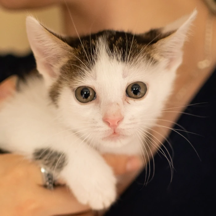 cat to adoption - oliwka