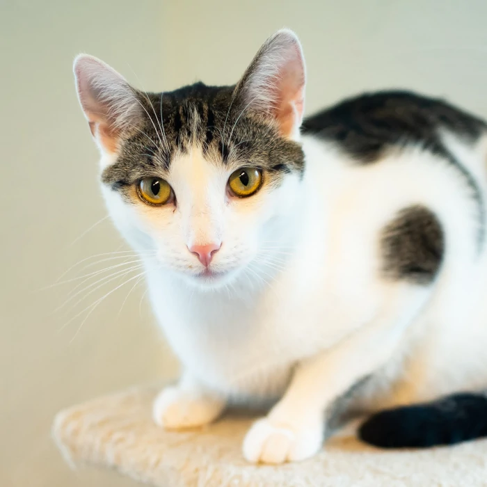 cat to adoption - otton