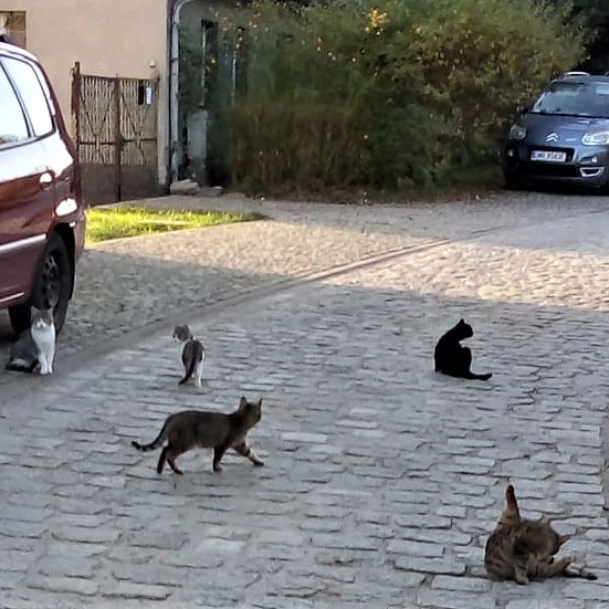 kot do adopcji - dramat-w-katach-wroclawskich