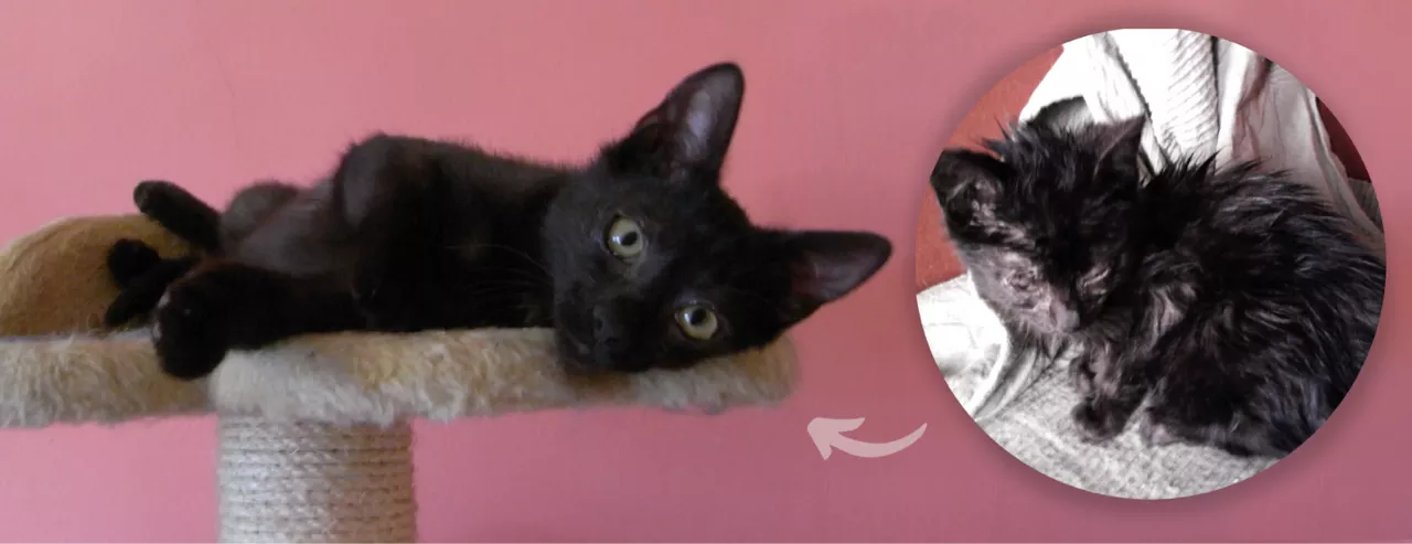 collage showing cat's metamorphosis