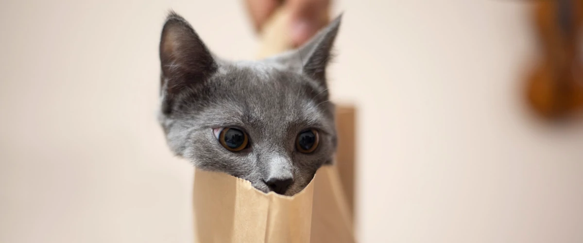 kot w torbie zakupowej