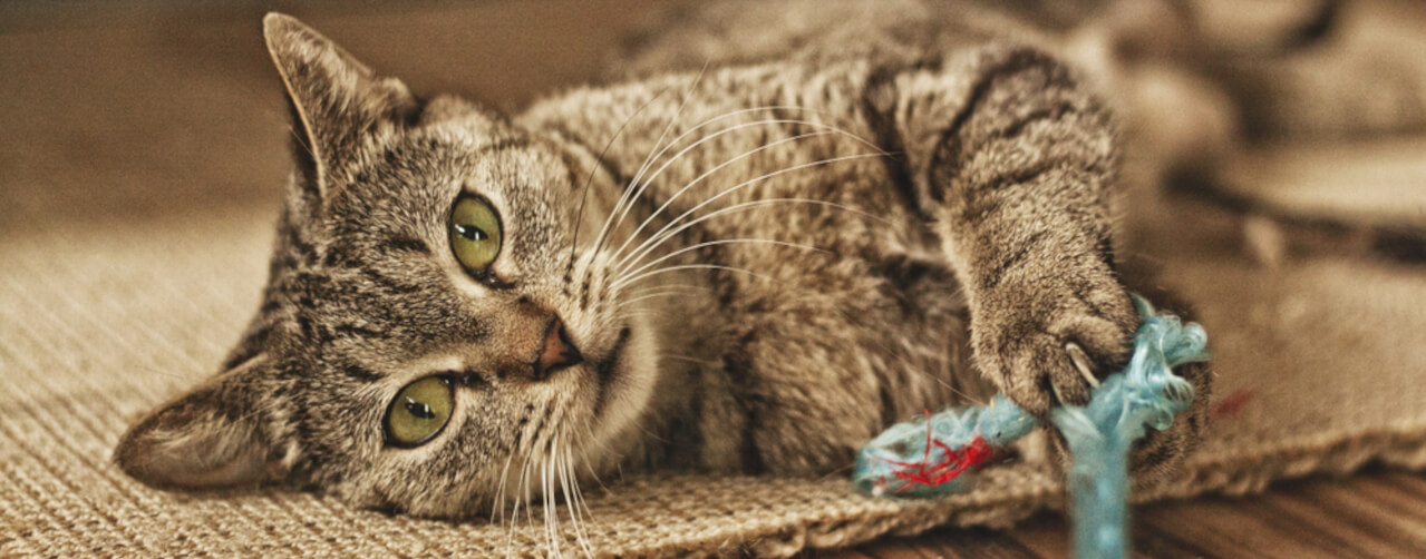 photo of the cat with a toy