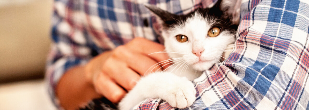 zdjęcie kota na rękach wolontariusza