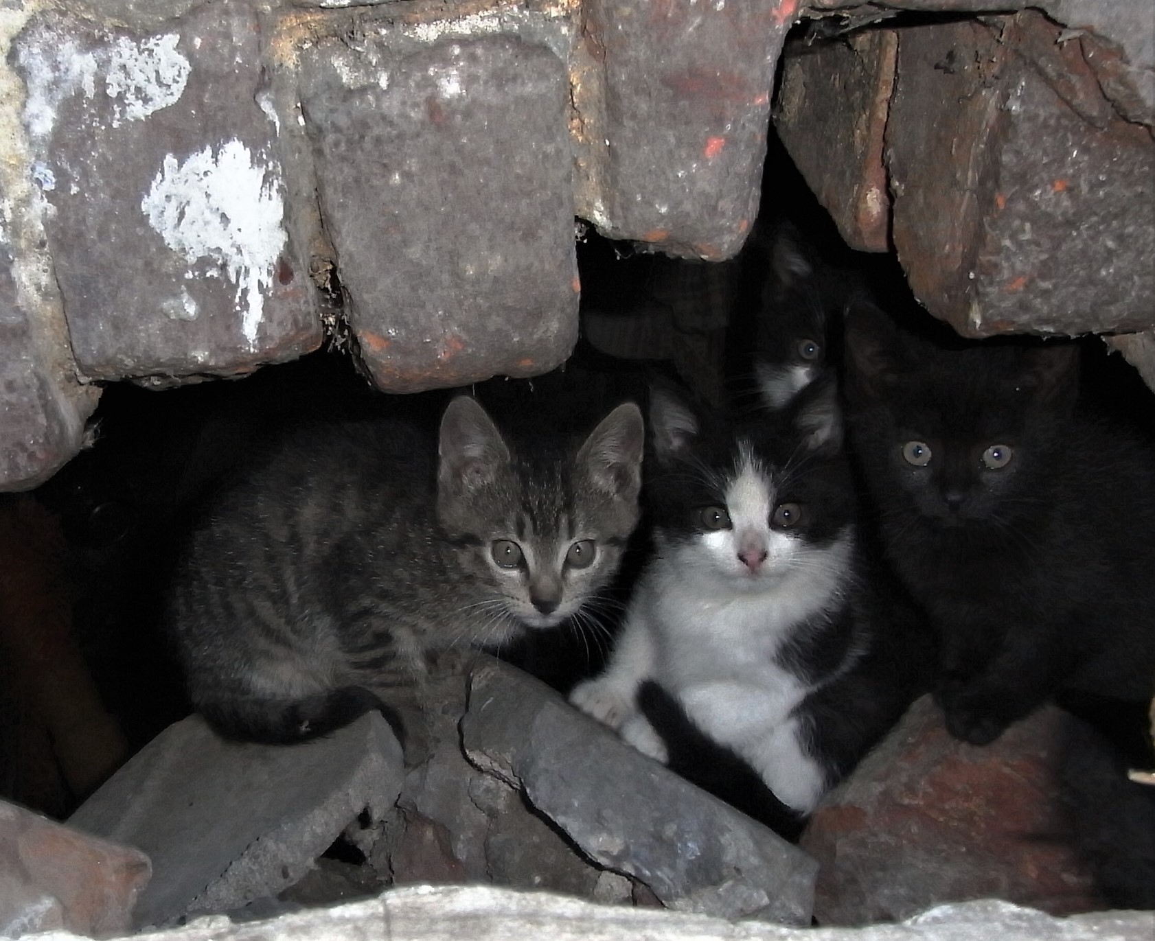 photo of small cats